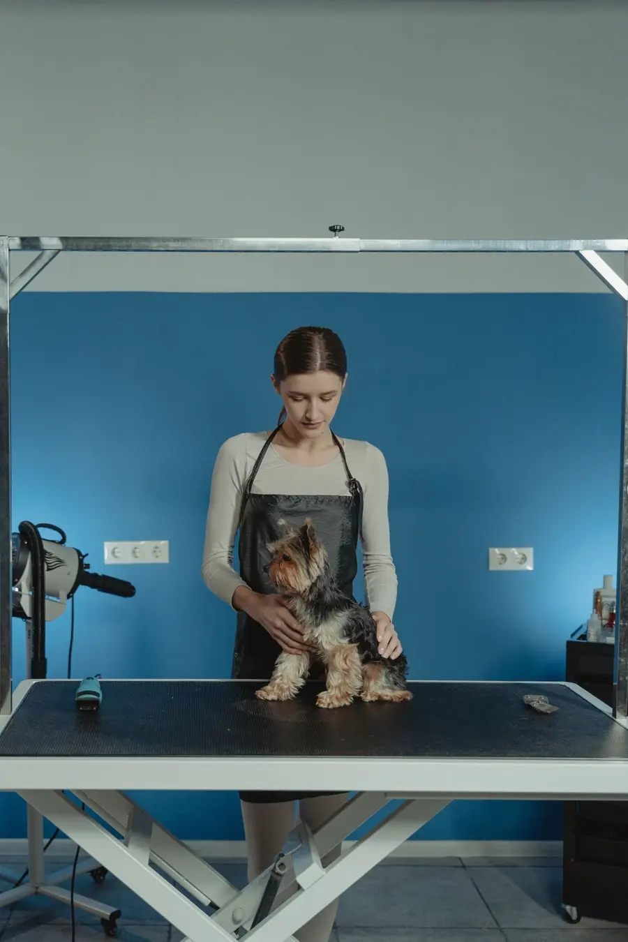 Groomer merawat anjing di salon grooming